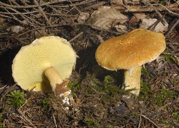 Hohlfußröhrling (Boletinus cavipes) - © Heinz Prelicz
